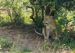 Uganda - Ideal fÃ¼r Natur- und Tierliebhaber